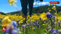 Kastamonu yaylaları baharın tüm güzelliklerini sergiliyor