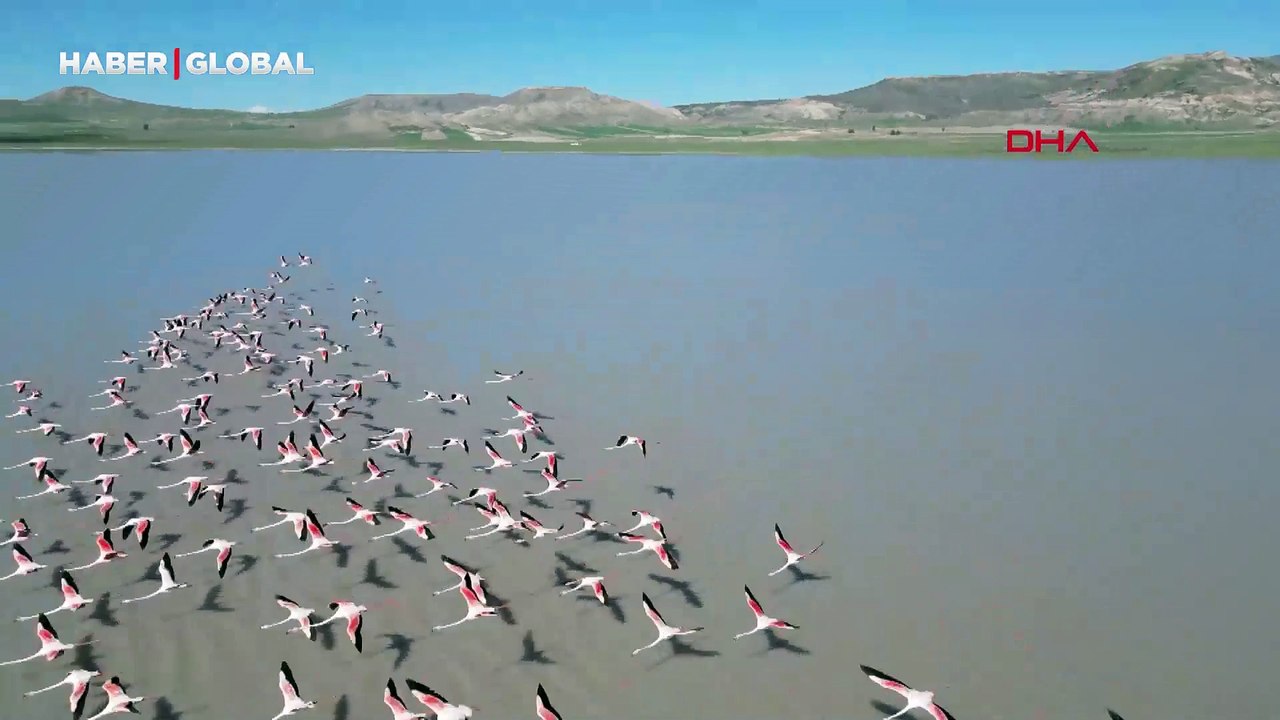 Bu yıl daha fazla geldiler: Ulaş Gölü geciken misafirlerine kavuştu