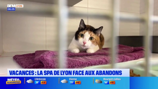 Lyon: la SPA organise des portes ouvertes pour faire face aux abandons durant les vacances