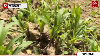 ਘੱਟਦੇ ਪਾਣੀ ਨੂੰ ਦੇਖ ਝੋਨੇ ਦਾ ਬਦਲ ਲੱਭ ਰਹੀ ਸਰਕਾਰ, ਮੱਕੀ ਦੀ ਖੇਤੀ ਨੂੰ ਲੈਕੇ ਚੁੱਕੇ ਇਹ ਕਦਮ