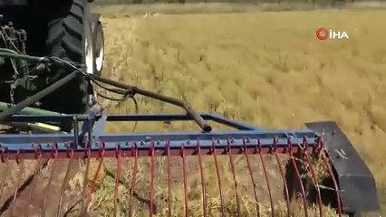 Mercimek hasadı başladı, verim yarı yarıya düştü