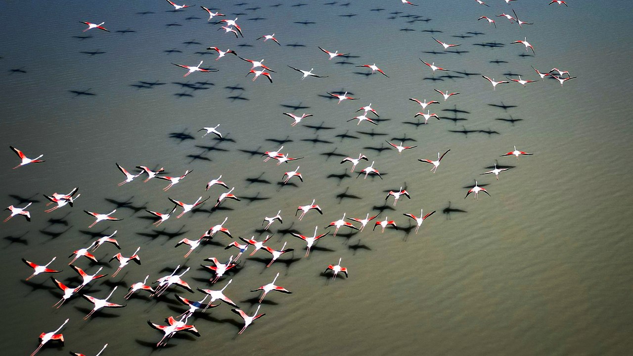 Ulaş Gölü gecikmeli gelen misafirleriyle şenlendi