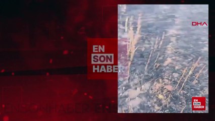 Mardin'de 155 dönüm ekili buğday yandı