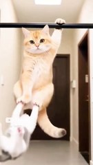 cat swinging #lover #cat #funny #cute #shortsvideo @Fun_channel5649