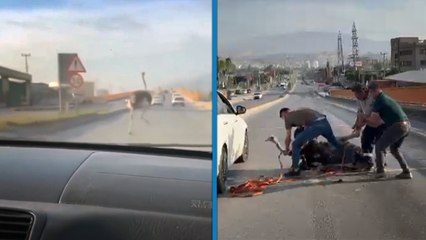 Çiftlikten kaçan deve kuşu ortalığı birbirine kattı