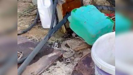 Kozan'da engerek yılanı görüntülendi