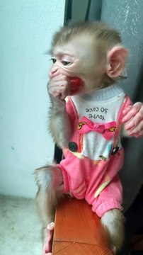 Delicious Meal Time! Adorable Baby Monkey Enjoys Its Food! 🐒