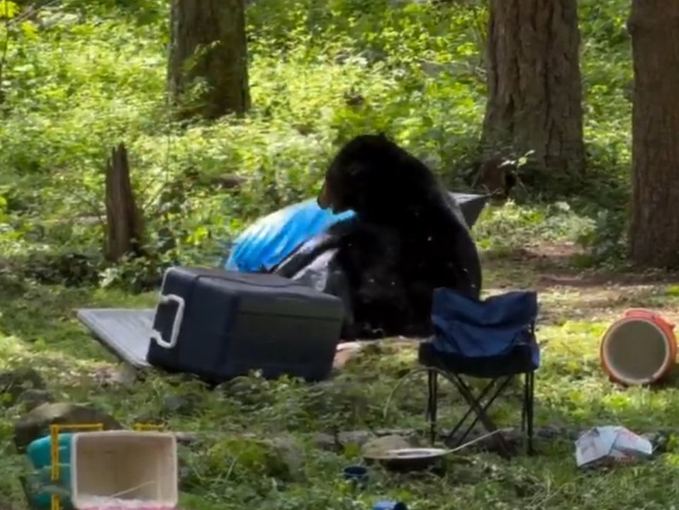 Tierische Lehrstunde: Bär nimmt Zelt auseinander