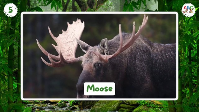 300 Wild Animals for Kids | Learn Animal Names | Types of Animals for Kids | Wild Animals Name