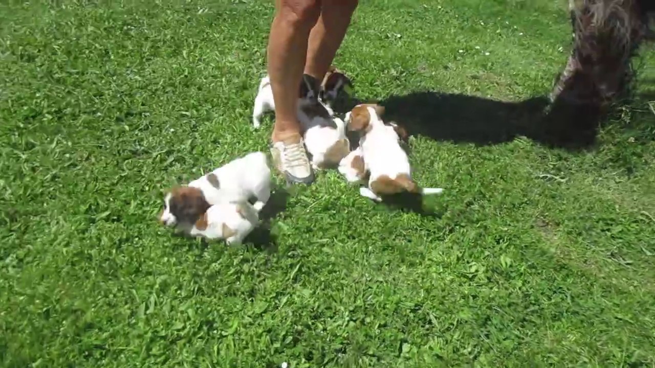 bébés jack russels 2025 001