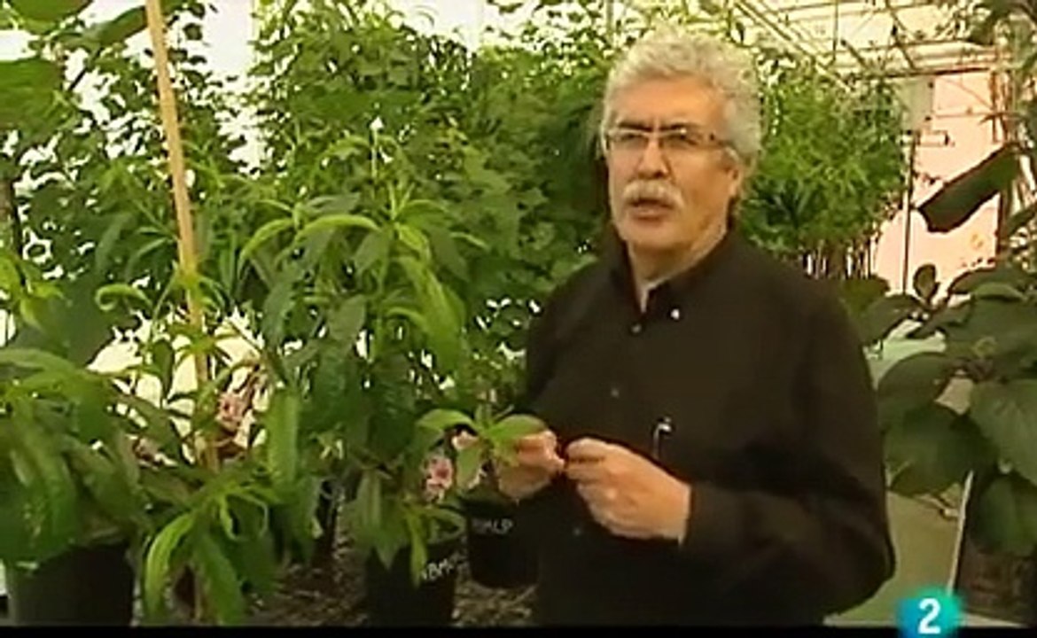Alimentos Transgenicos