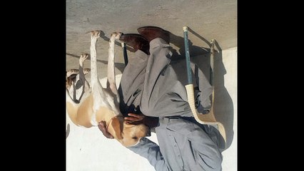 English pointer dog#englishpointer