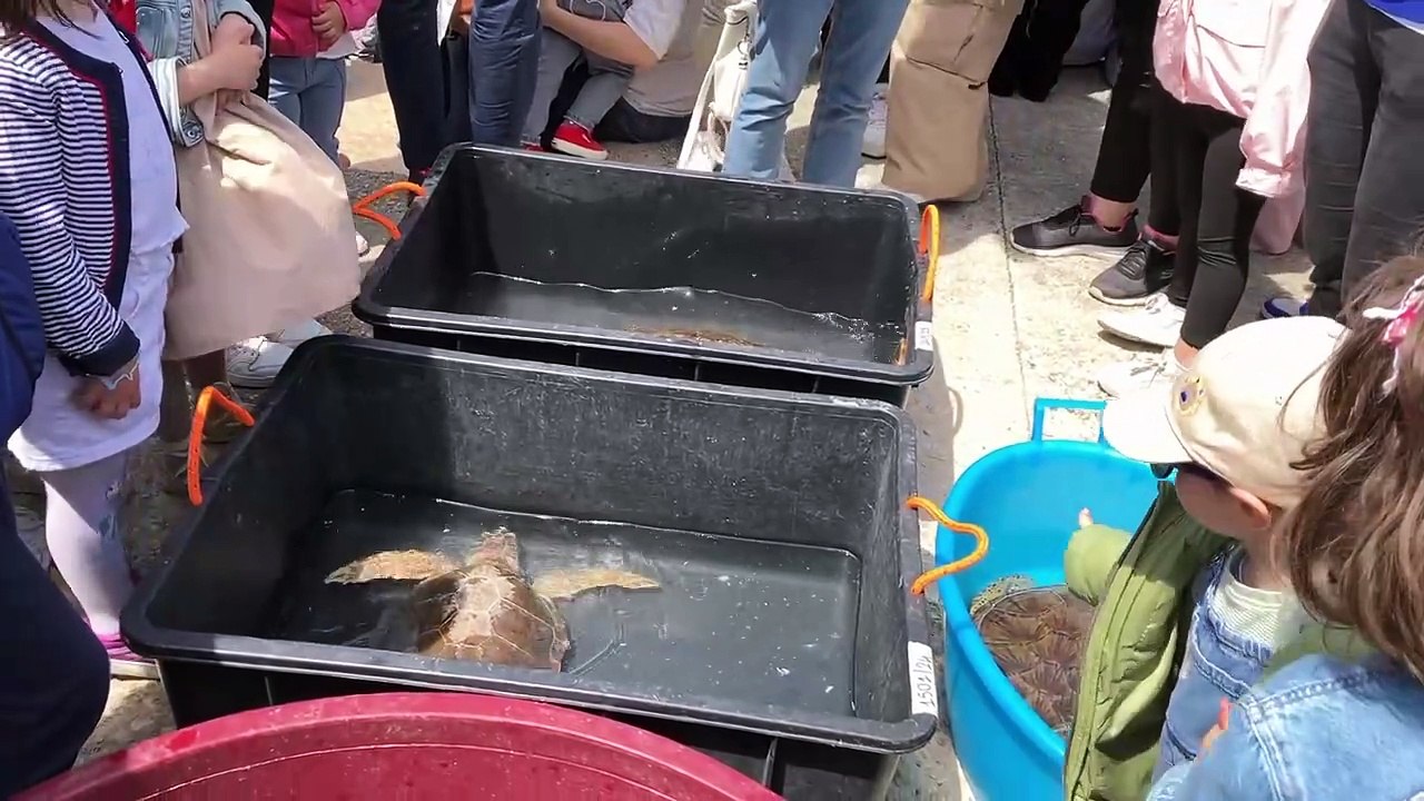 Puglia: tornano in mare quattro tartarughe salvate da Plastic Free Onlus - la liberazione a Castro