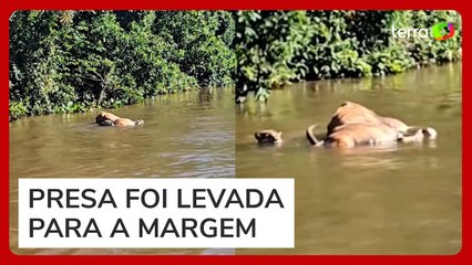 Vídeo flagra onça-pintada arrastando boi em rio no Pantanal de MT