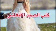 كلب الصيد الأفغاني | Afghan hound
