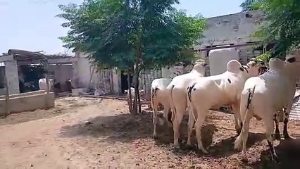 Fatehjangi Bulls/Organic Food03355912610 Shani Cattle Farm Part 2/ No fattening feeds utilized/Rawat