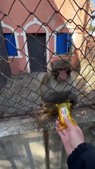 Se moquer d'un singe... tellement drôle