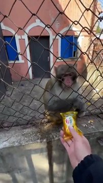 Se moquer d'un singe... tellement drôle