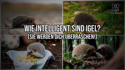 Wie Intelligent Sind Igel? (Sie Werden Dich Wirklich Überraschen!)