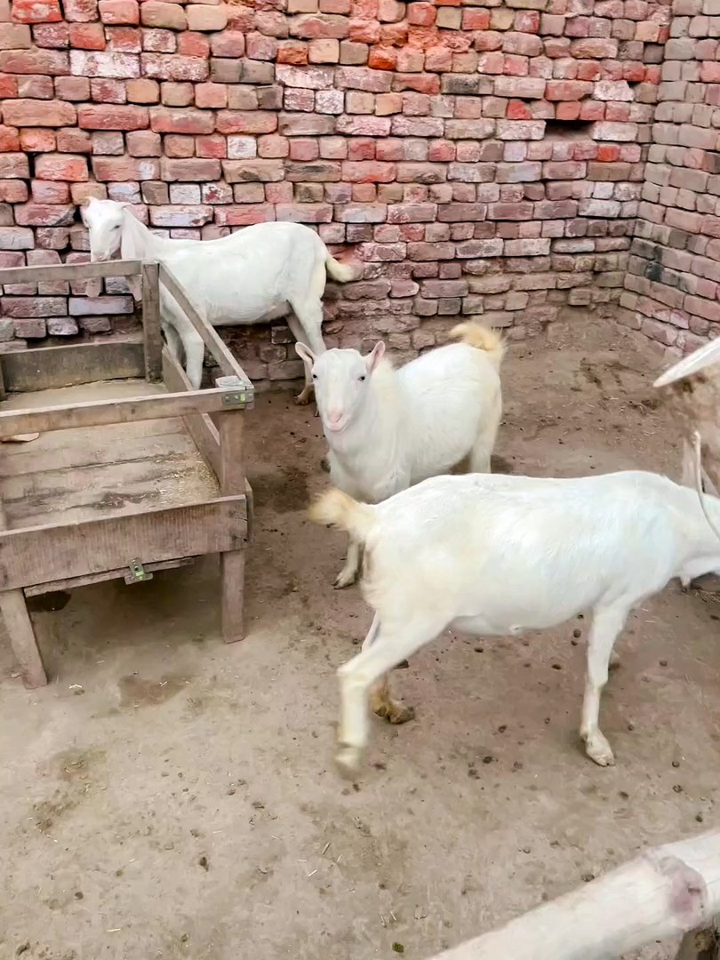 ⁣Pets life