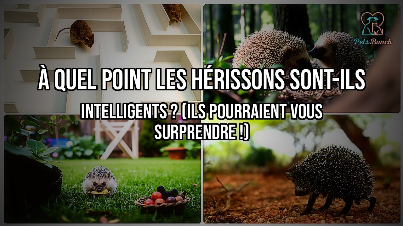 Les hérissons sont-ils vraiment intelligents ? Ils pourraient vous surprendre !
