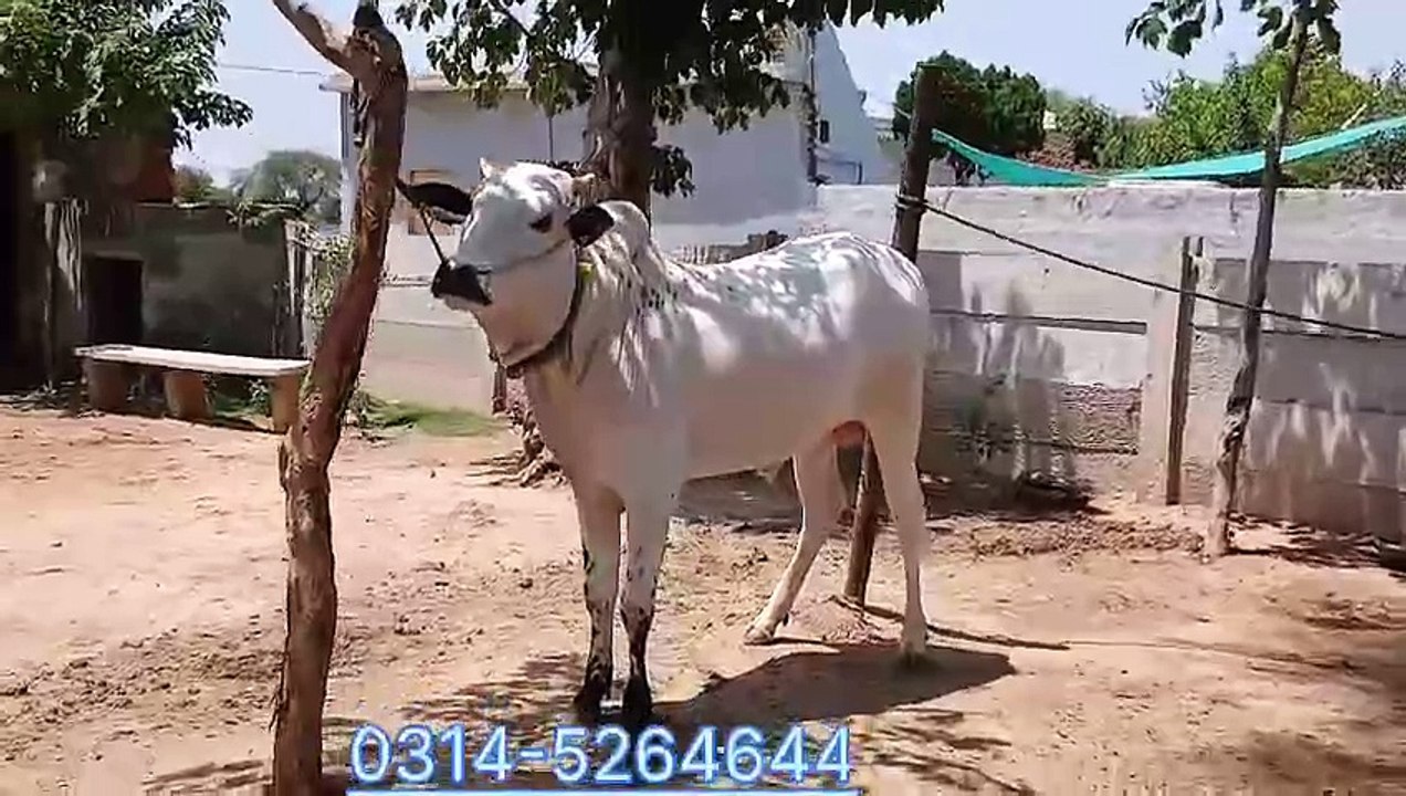 Fatehjangi Bull in reasonable price