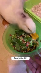 Türdeşleri tarafından kabul görmeyen ve dövülen ördeği alıp ona hak ettiği sevgi dolu yaşamı vermek 🥲