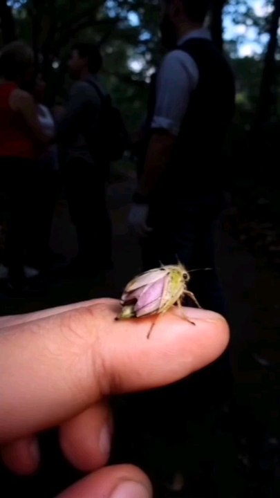 #blossom #wings #fairy #insect #sn2sg #sunnight #sunnightmusic #fancy #beauty #sunnightpop #womanpower #butterfly #rose #moth #mothernature #fusion #evolution #floral #art #magic #natural #camouflage #adapt #dragonfly #fantasy