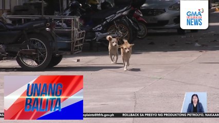 DOH – Kaso ng rabies sa Pilipinas ngayong taon, 55 na mula January hanggang March 1 | Unang Balita