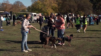 RSPCA’s Million Paws Walk wraps up nationally, but will return in Canberra