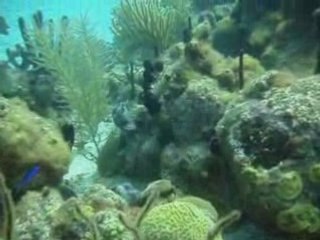 Plongée en République dominicaine à Bayahibe : Aquario