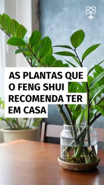 Plantas indicadas pelo Feng Shui para equilibrar sua casa