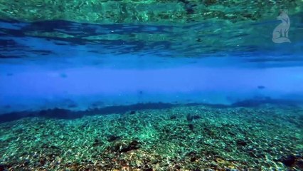 MYSTÈRES DES ABYSSES  Les Créatures Invisibles de l’Océan Profond  DOCUMENTAIRE ANIMALIER