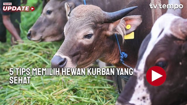 5 Tips Memilih Hewan Kurban yang Sehat Tanpa Diperiksa Dokter Hewan