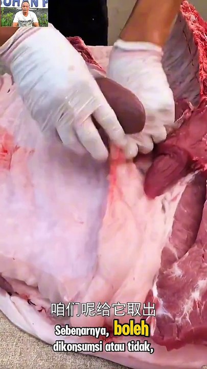 🎬Boleh atau Tidak? Ini Fakta Soal Daging Babi