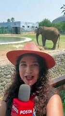 Monty el elefante cumple 19 años y así lo festejaron en La Pastora