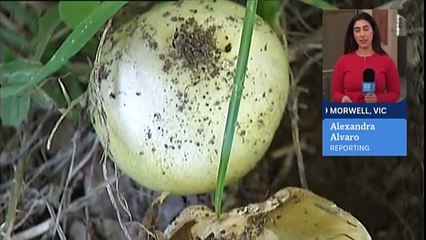 Digital forensics expert returns in trial of Erin Patterson