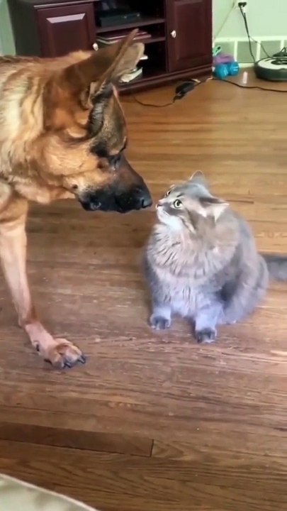 Cat vs dog new viral funny video 😂📸 dogs loves 😍 cat lover 🤣😍 animals love 😘💕 new viral funny video 😂📸#shorts #shortvideo #viralshort #viralvideo #funny #funnyvideo #comedy #dog #cat #animals #care #love