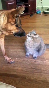 Cat vs dog new viral funny video 😂📸 dogs loves 😍 cat lover 🤣😍 animals love 😘💕 new viral funny video 😂📸#shorts #shortvideo #viralshort #viralvideo #funny #funnyvideo #comedy #dog #cat #animals #care #love