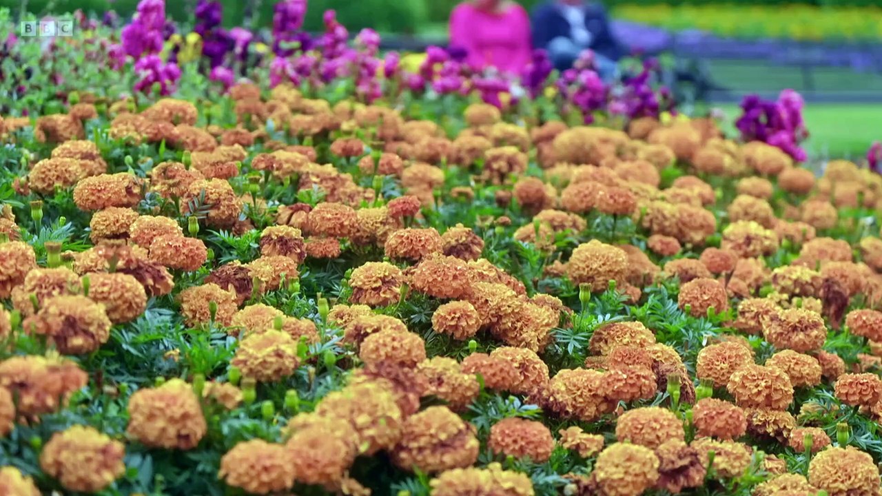 Antiques Roadshow 2025 - Botanic Gardens Belfast 3