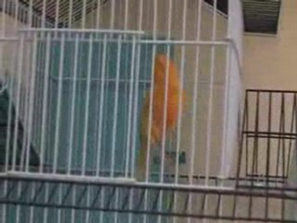 Chant bref d'un canari