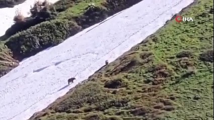 Yaylada eğlenceli anlar! Ayıların kar keyfi böyle görüntülendi