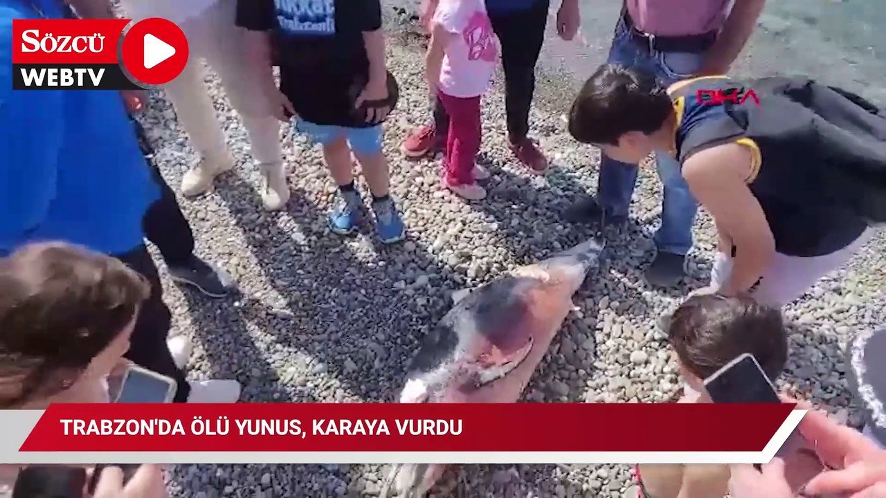 Trabzon'da ölü yunus, karaya vurdu