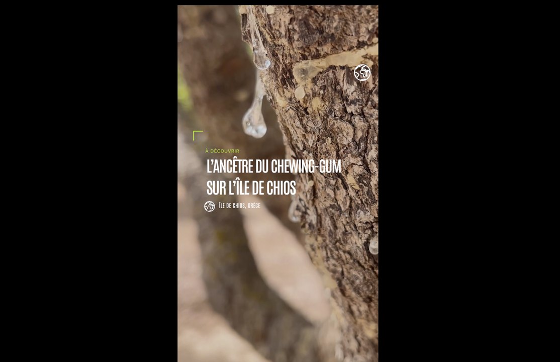 Grèce : le rituel de plus de 2000 ans autour de la culture du mastic, l’ancêtre du chewing-gum, sur l’île de Chios