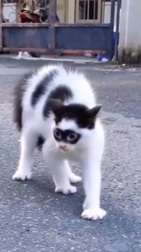 Fluff Meets Fun – Cats and Dogs Being Adorably Wild!