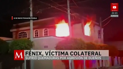 Ataque en Tehuacán deja a perrito Fénix con quemaduras tras intento de linchamiento