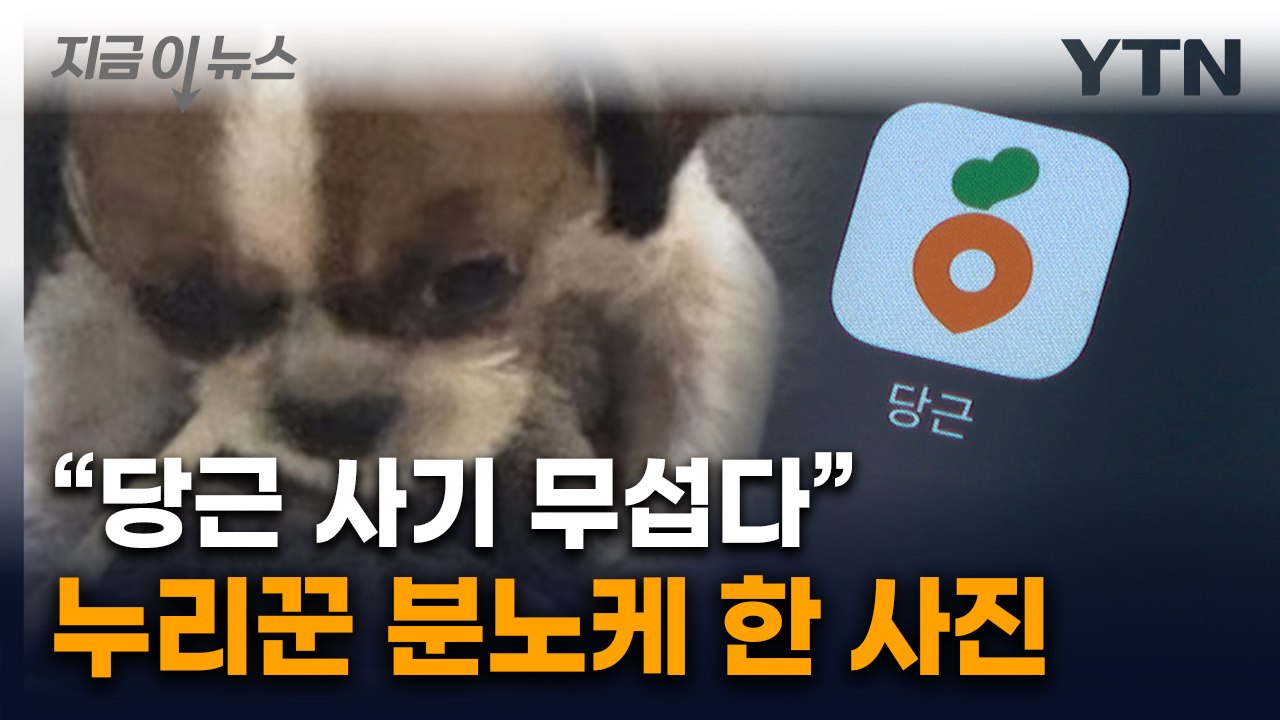 "3일만 강아지 봐달라"던 견주...당근으로 다시 연락했더니 '세상에' [지금이뉴스]...