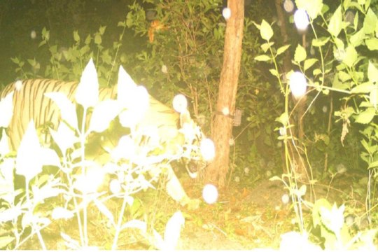 CG News: बैल का शिकार करते दिखा बाघ, ट्रैप कैमरे में हुआ कैद