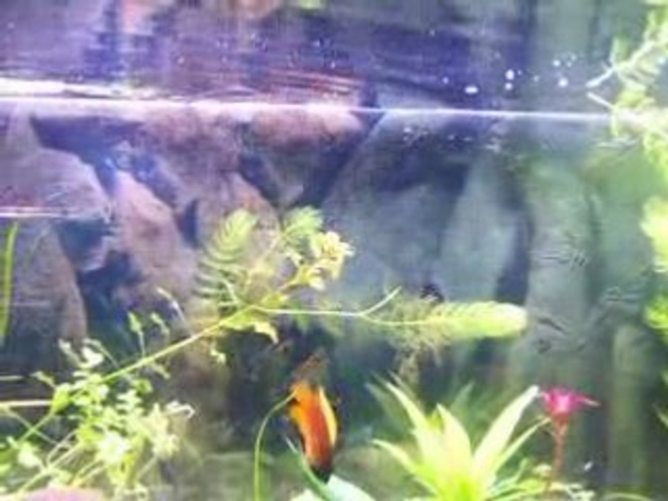 Mes asiatiques video
