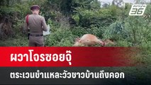 ผวาโจรซอยจุ๊ตระเวนชำแหละวัวชาวบ้านถึงคอก | จับข่าวคุย | 26 พ.ค. 68